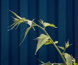 View full-size image Kerria japonica