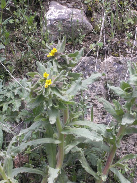 Изображение особи семейство Boraginaceae.