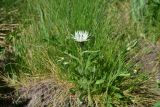 View full-size image Centaurea cheiranthifolia