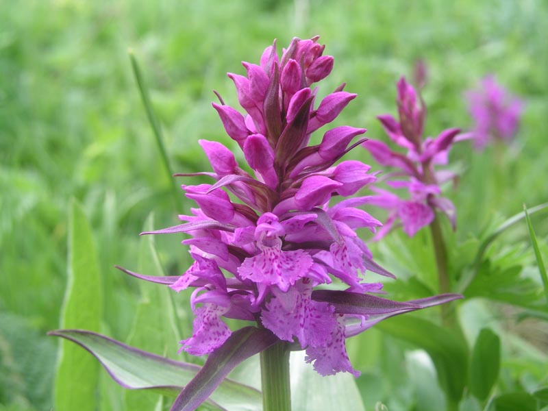 Image of Dactylorhiza euxina specimen.