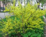 род Forsythia. Цветущие растения. Смоленск. 11.05.2011.