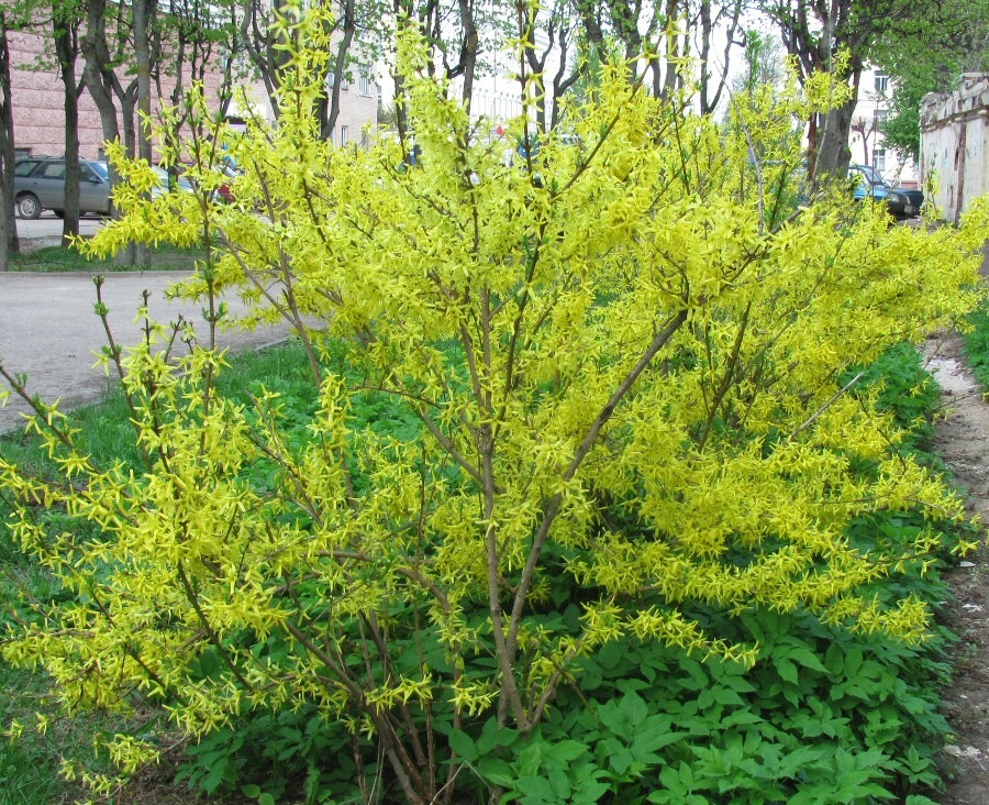 Изображение особи род Forsythia.