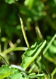 View full-size image Chelidonium majus