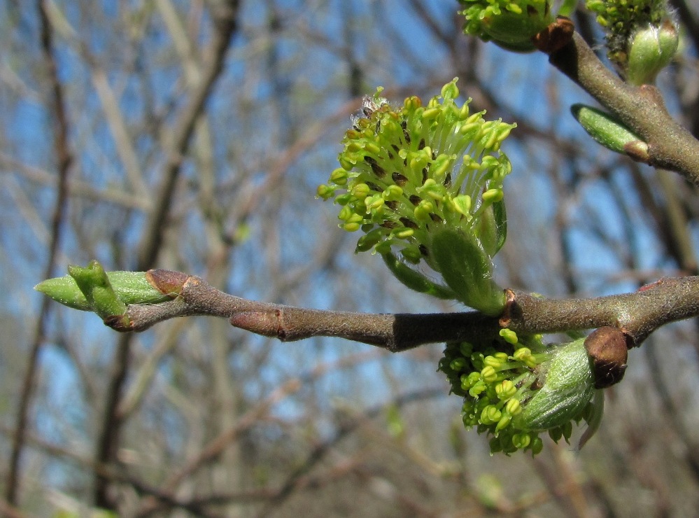 Image of Salix cinerea specimen.