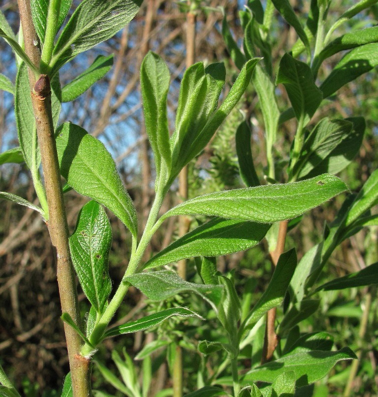 Image of Salix cinerea specimen.