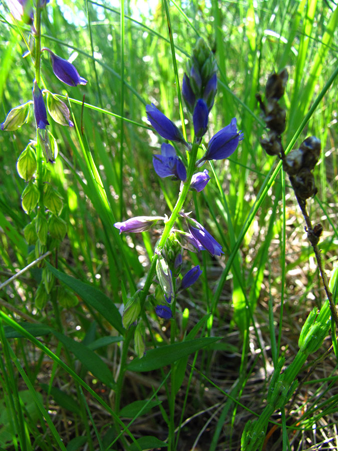 Изображение особи Polygala vulgaris.