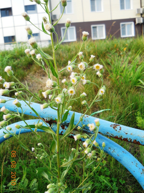 Image of Erigeron acris specimen.