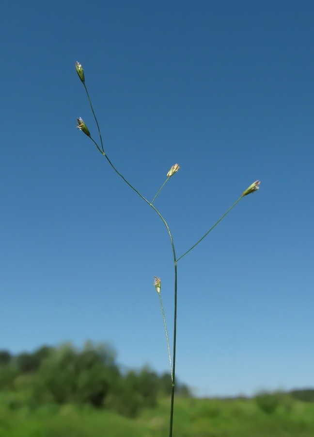 Изображение особи Poa palustris.