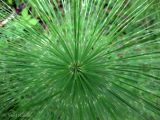 Equisetum telmateia