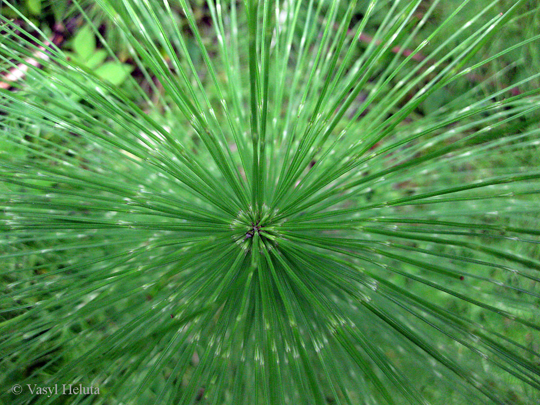 Изображение особи Equisetum telmateia.