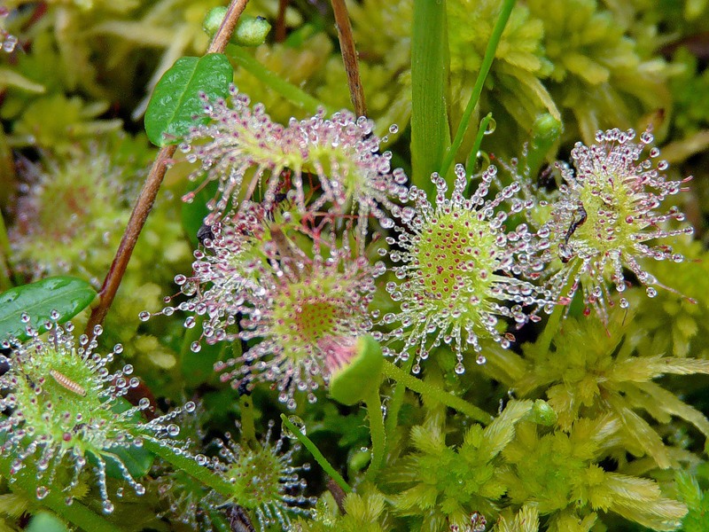 Image of Drosera rotundifolia specimen.