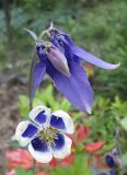 genus Aquilegia. Цветки. Владивосток, Ботанический сад-институт ДВО РАН. 13 июня 2011 г.