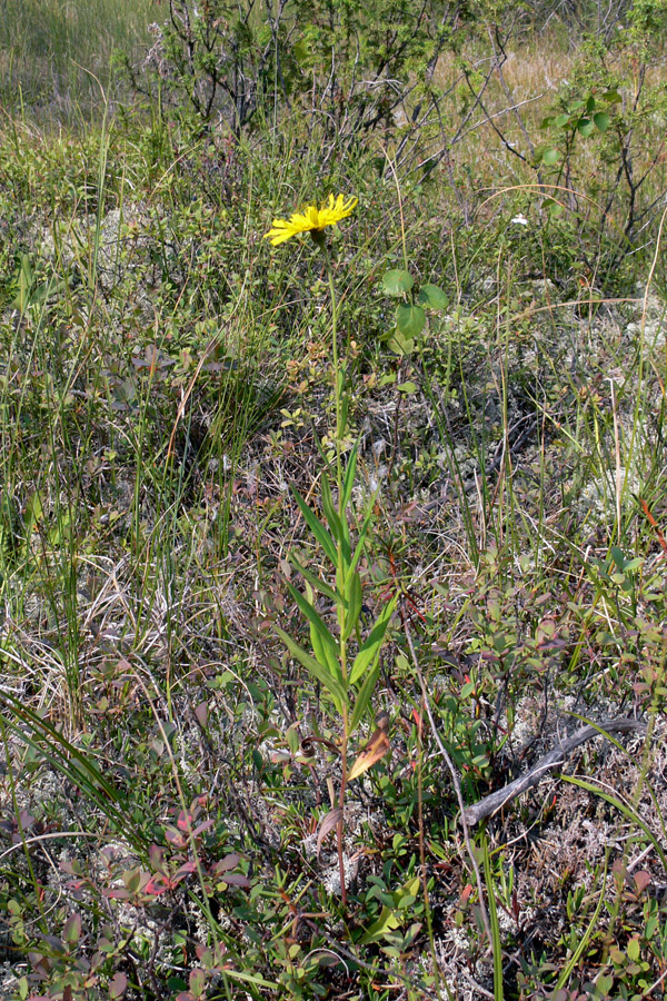 Image of Hieracium umbellatum specimen.