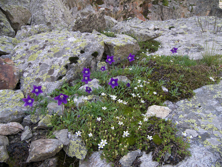 Image of Campanula saxifraga specimen.