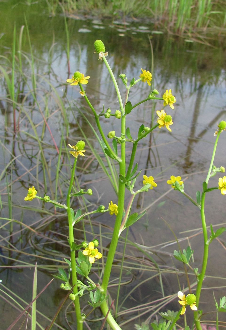 Изображение особи Ranunculus sceleratus.