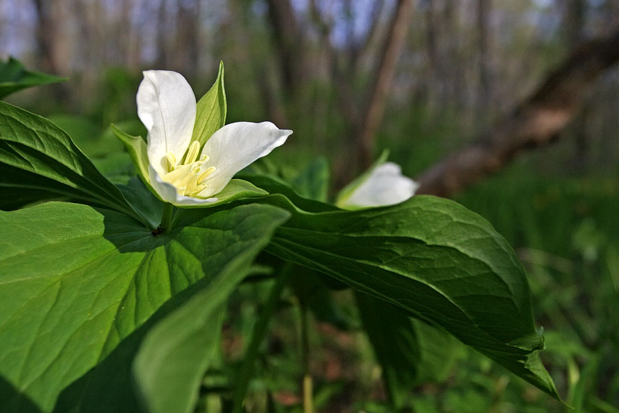 Image of Trillium &times; komarovii specimen.