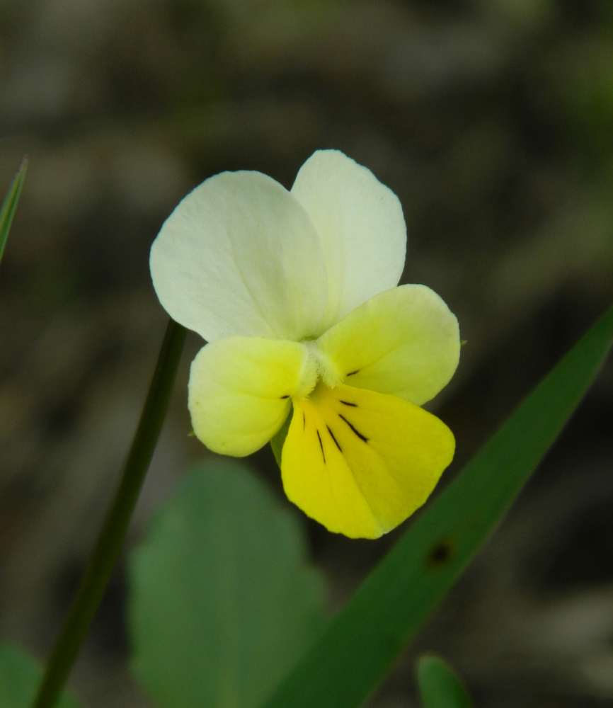 Image of Viola tricolor specimen.