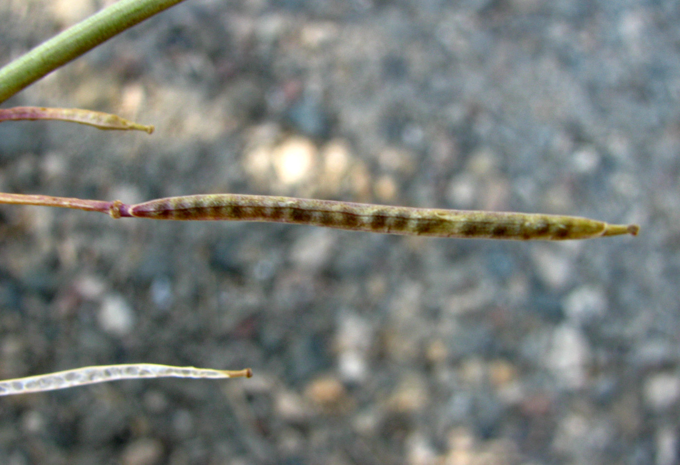 Изображение особи Diplotaxis tenuifolia.