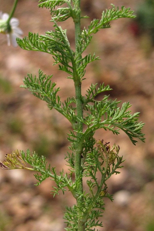 Image of Anthemis cotula specimen.