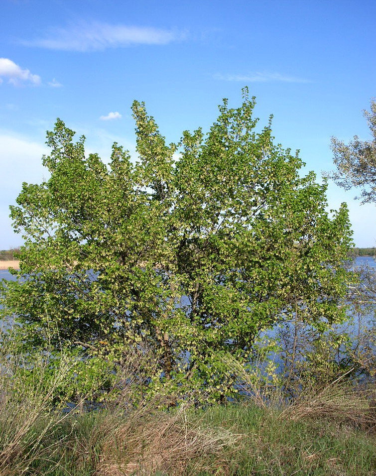 Image of Ulmus laevis specimen.