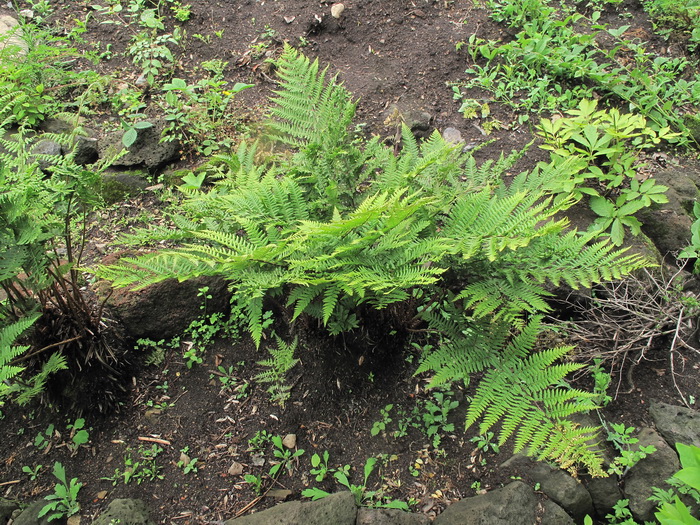 Image of Athyrium sinense specimen.