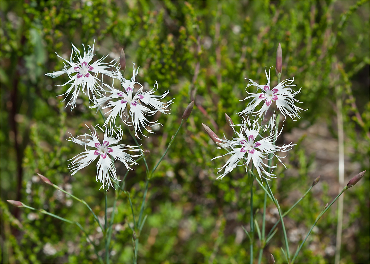 Image of Dianthus borussicus specimen.