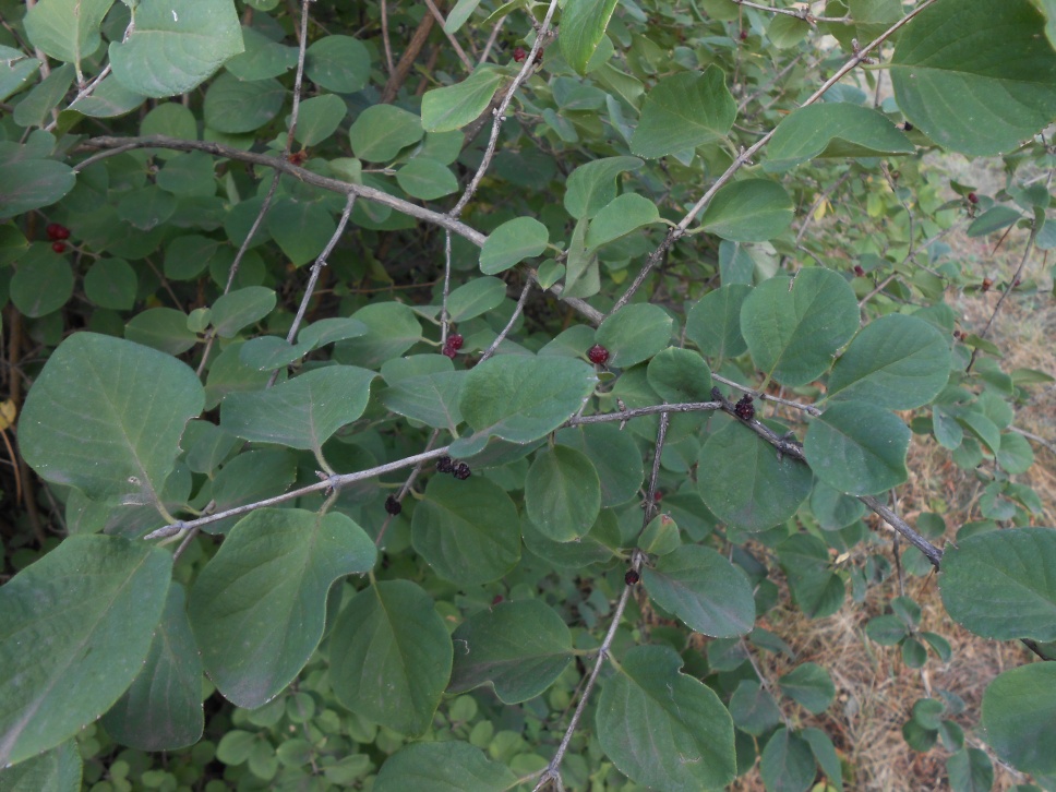 Image of genus Lonicera specimen.