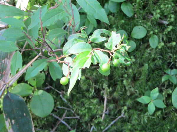 Image of genus Vaccinium specimen.