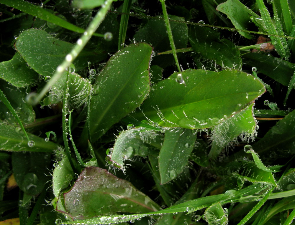 Image of Pilosella czerepninii specimen.