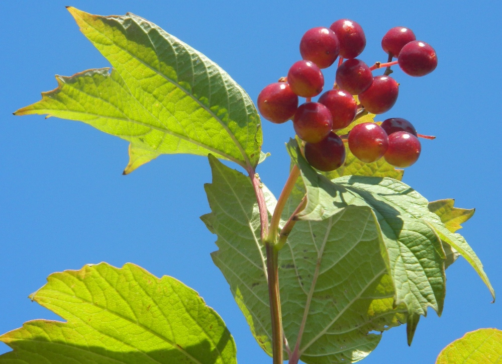 Image of Viburnum opulus specimen.