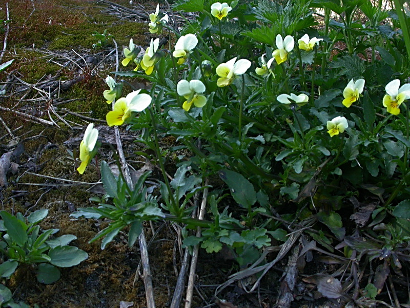 Image of Viola matutina specimen.