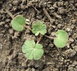 Geranium pusillum