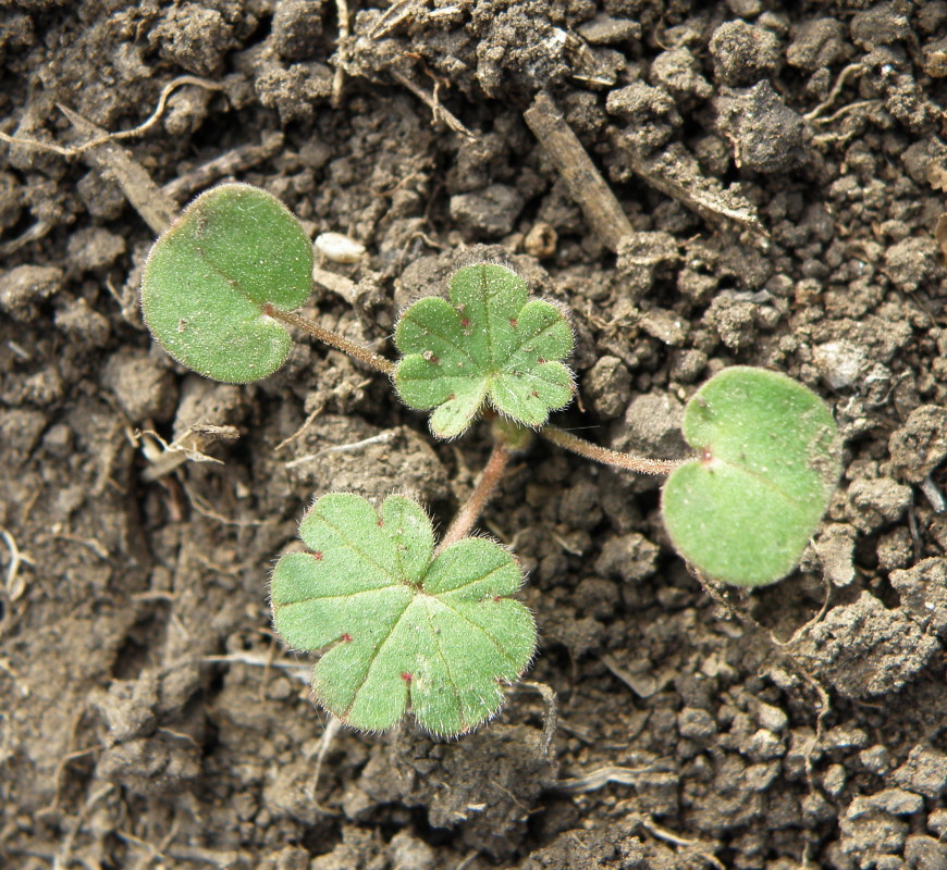 Image of Geranium pusillum specimen.