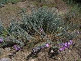 Смотреть изображение Malcolmia littorea