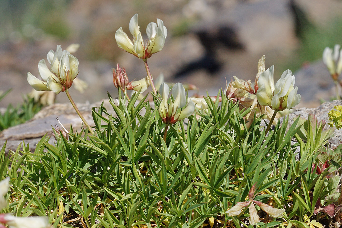 Изображение особи Trifolium polyphyllum.