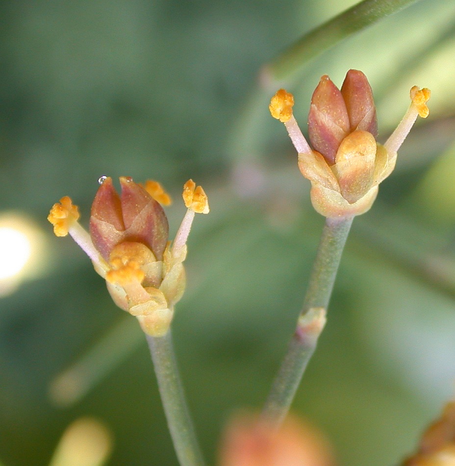 Image of Ephedra foeminea specimen.