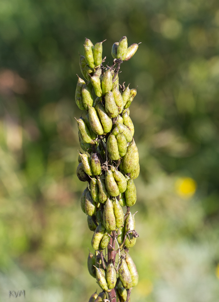 Изображение особи Delphinium dictyocarpum.