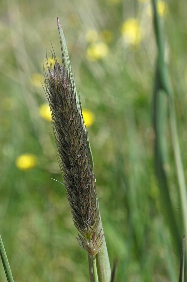 Image of Alopecurus pratensis specimen.