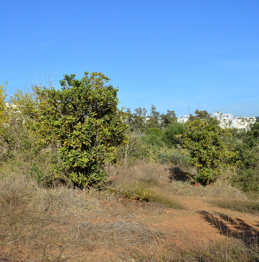 Image of Macadamia tetraphylla specimen.