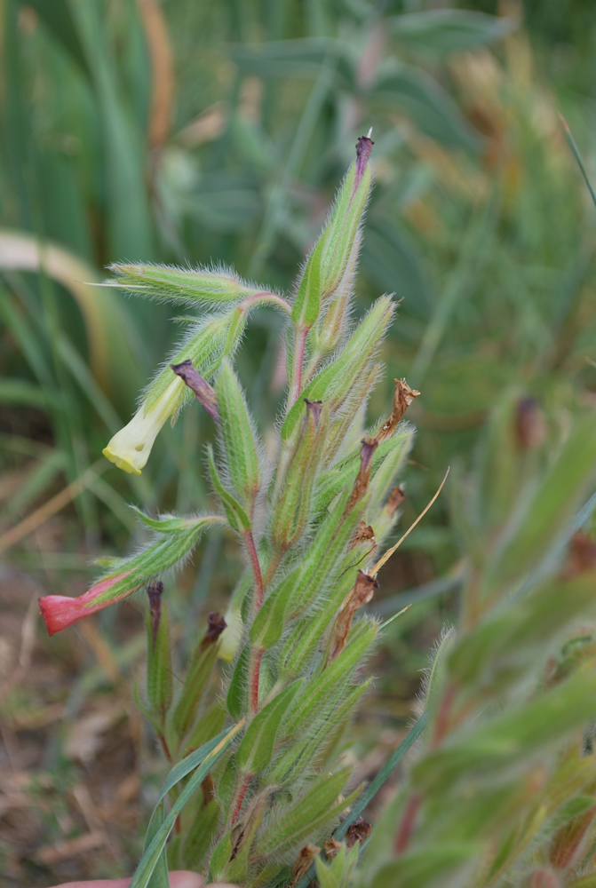 Изображение особи Onosma dichroantha.