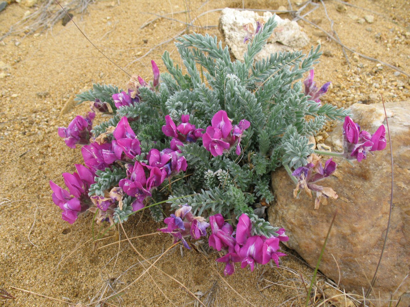 Image of Oxytropis lanata specimen.