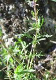 Veronica capsellicarpa