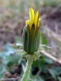 род Taraxacum