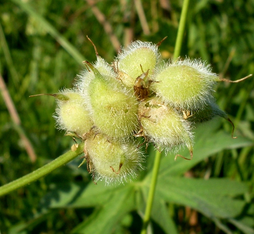 Изображение особи Astragalus cicer.