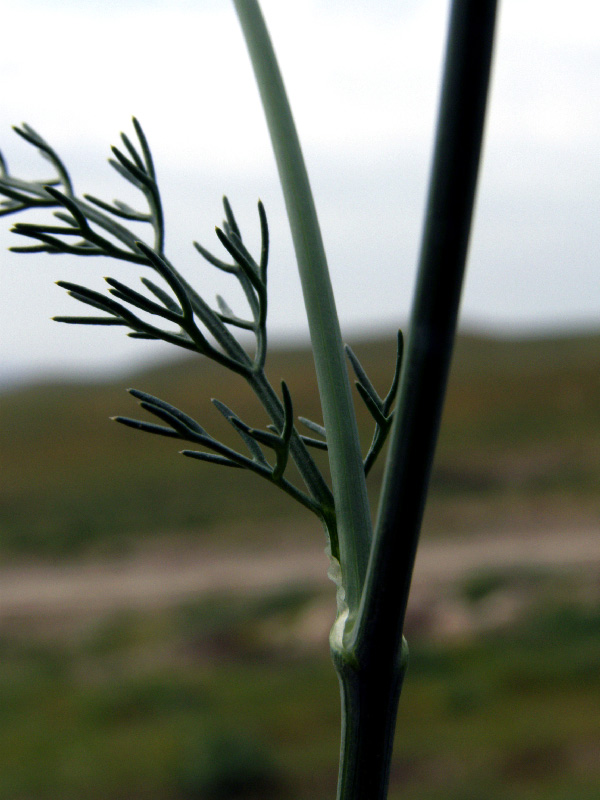 Image of Elaeosticta allioides specimen.