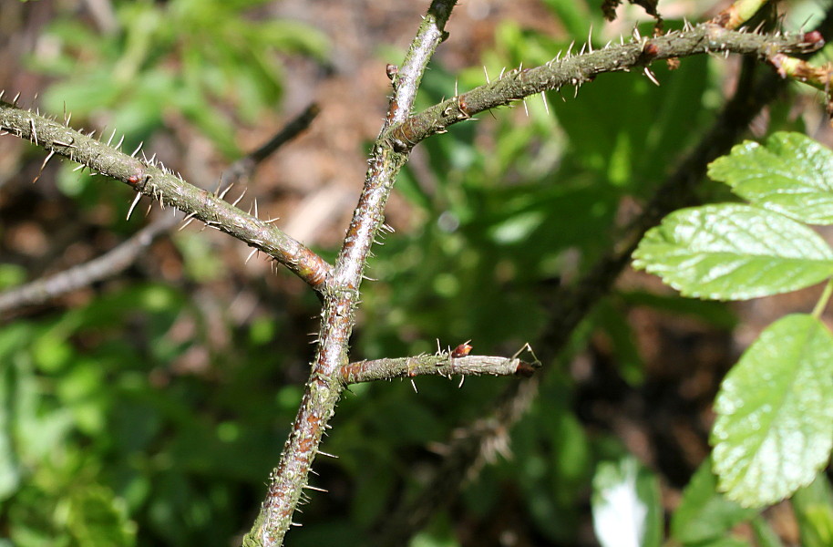 Image of Rosa arvensis specimen.