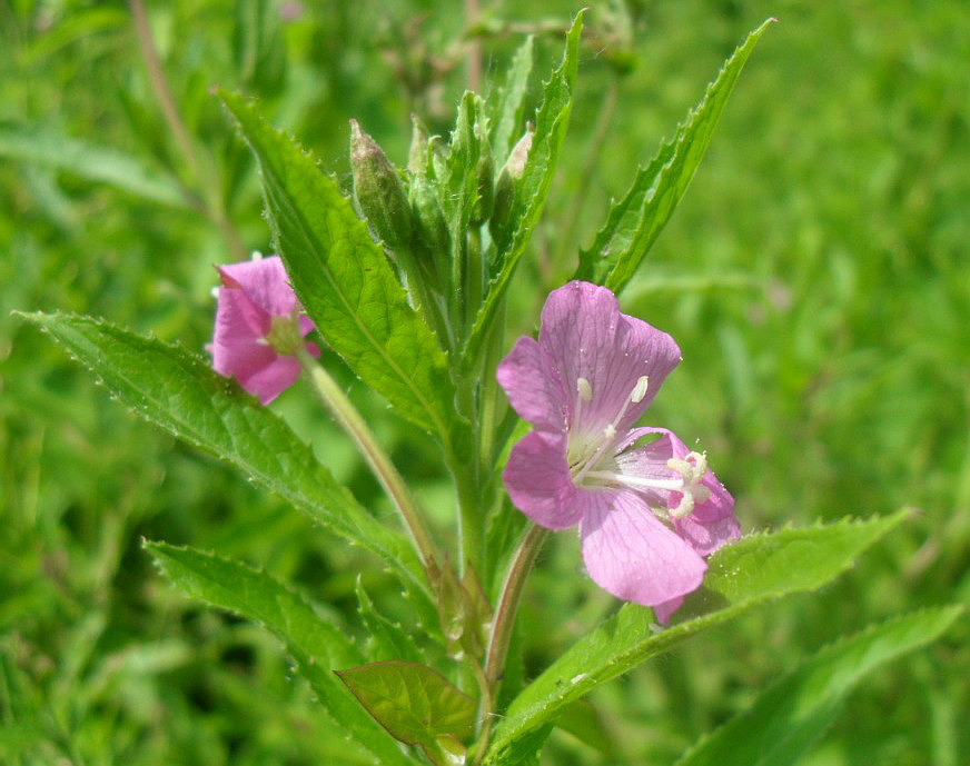 Image of Epilobium hirsutum specimen.