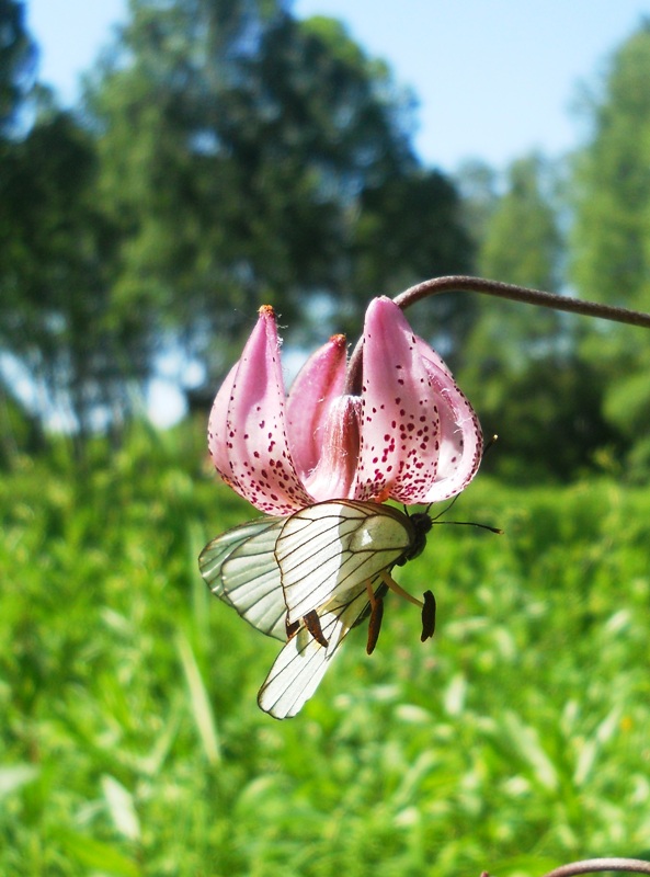 Image of Lilium pilosiusculum specimen.