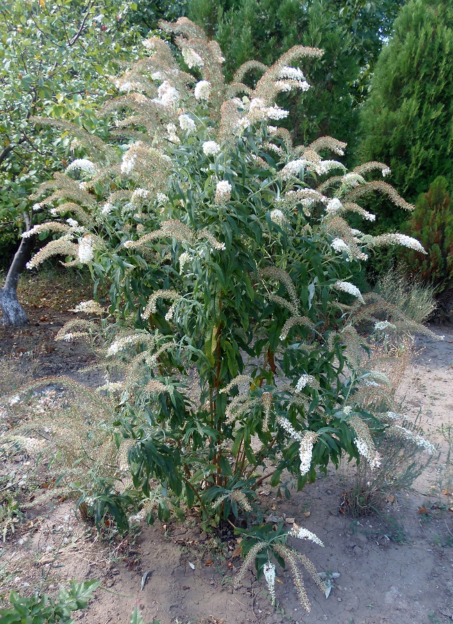 Изображение особи Buddleja davidii.