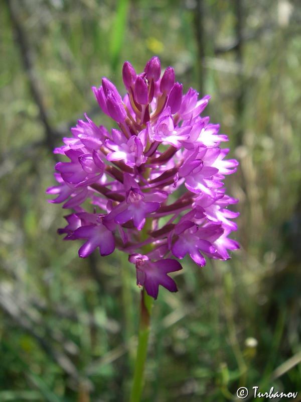 Изображение особи Anacamptis pyramidalis.